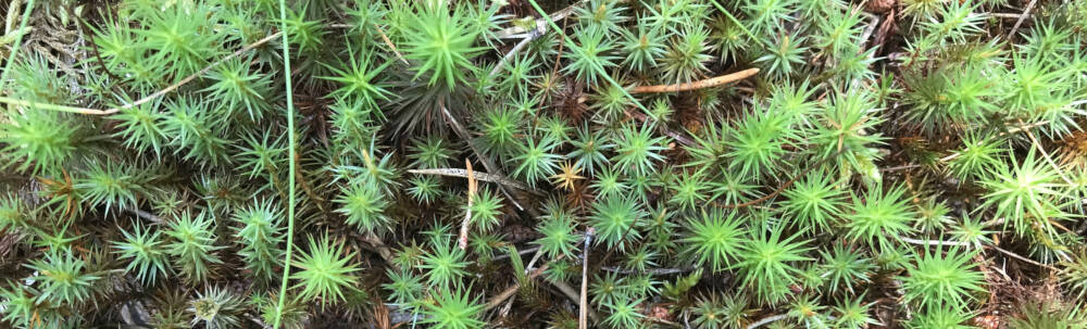 Sphagnum moss glows green against its burgundy base in a wet forested area in Muskoka, Ontario.
