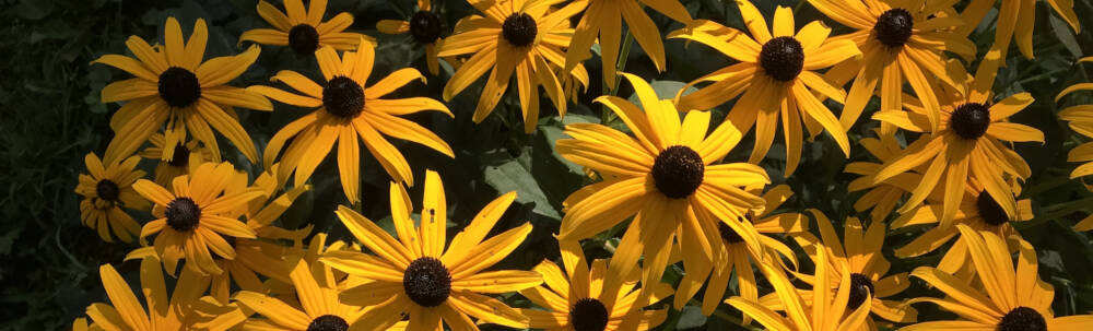 Brilliant yellow flowers that we refer to as black-eyed susans in a sunny flower garden in Muskoka, Ontario.