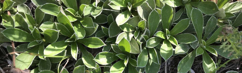 Close-up photo of pointy bright green groundcover plant native to Muskoka, Ontario.